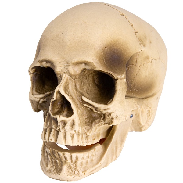 Dekorace lebka s pohyblivou čelistí