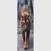 Vliesov fototapeta na stenu Tiger | 202 x 90 cm | FTNV 2800