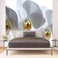 Vliesov fototapeta na stenu Biela orchidea | 375 x 270 cm | FTNXXL 0466