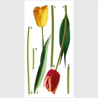 Samolepka na stenu Tulipny | 65 x 85 cm | F 0401