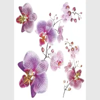 Samolepka na stenu Orchidey | 30 x 30 cm | SS 3859